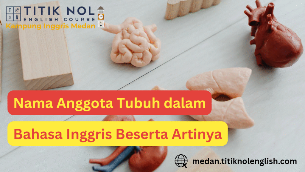 anggota tubuh dalam bahasa Inggris